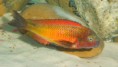 /album/tropheus-ilangi/ryby-08-02-11-062-jpg/